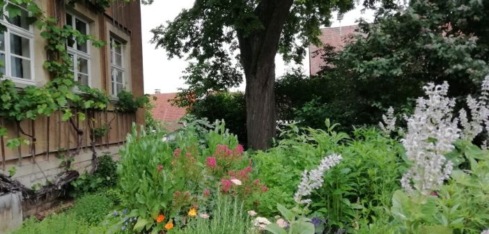 Themenführung „Heilpflanzen – Wertvoller Schatz im ländlichen Garten“ im Freilandmuseum Kirchenburg Mönchsondheim